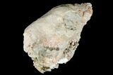 Fossil Oreodont (Merycoidodon) Skull - Wyoming #174375-7